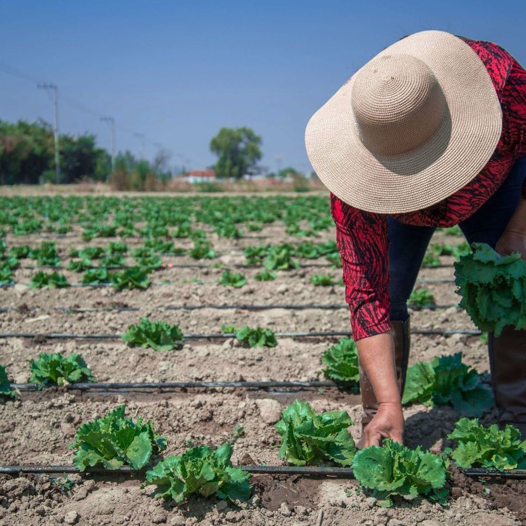 Cultivo de lechuga